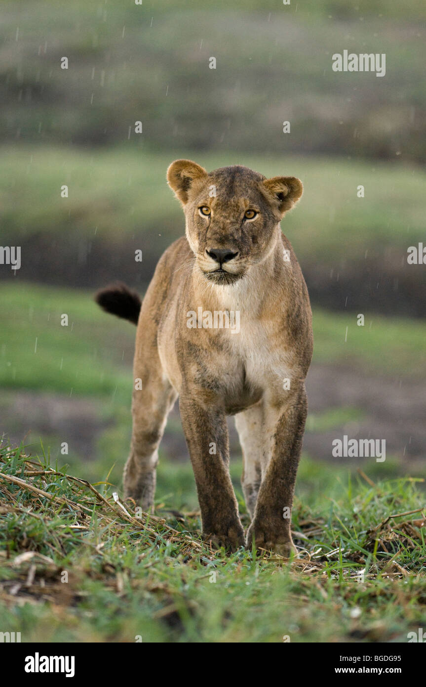 Lioness in the rain