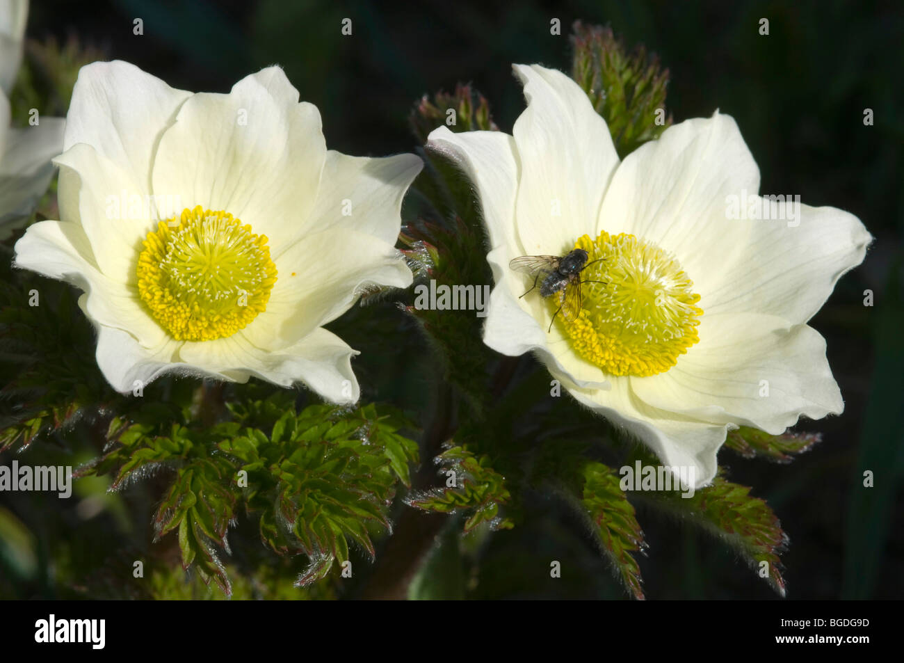 White Alpine Anemone (Pulsatilla alpina ssp. Alpina), Gran Paradiso National Park, Valle d'Aosta, Italy, Europe Stock Photo