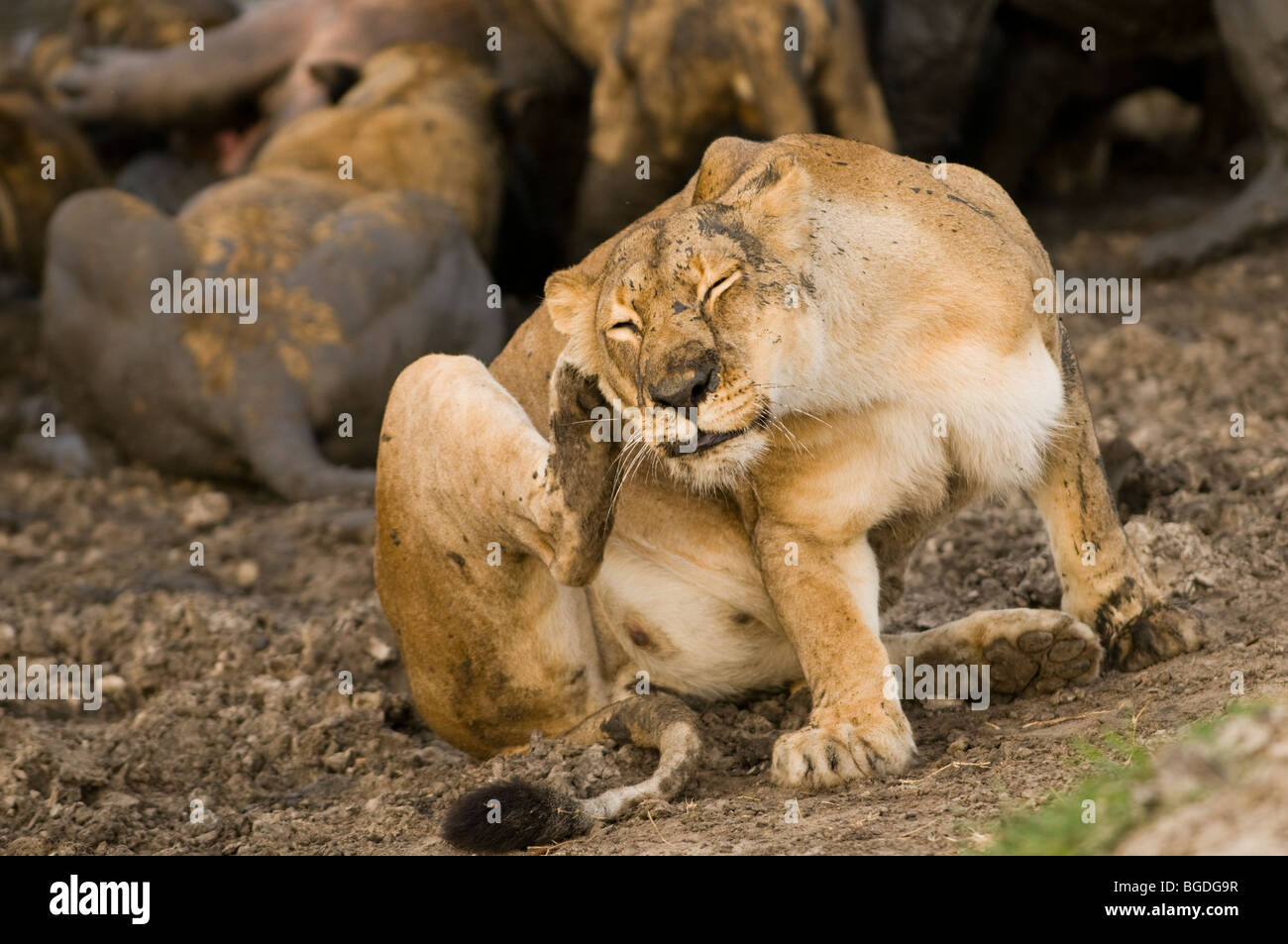 An adult lioness scratches herself after a meal. Her belly is full and the hippo kill is visible in the background. Stock Photo