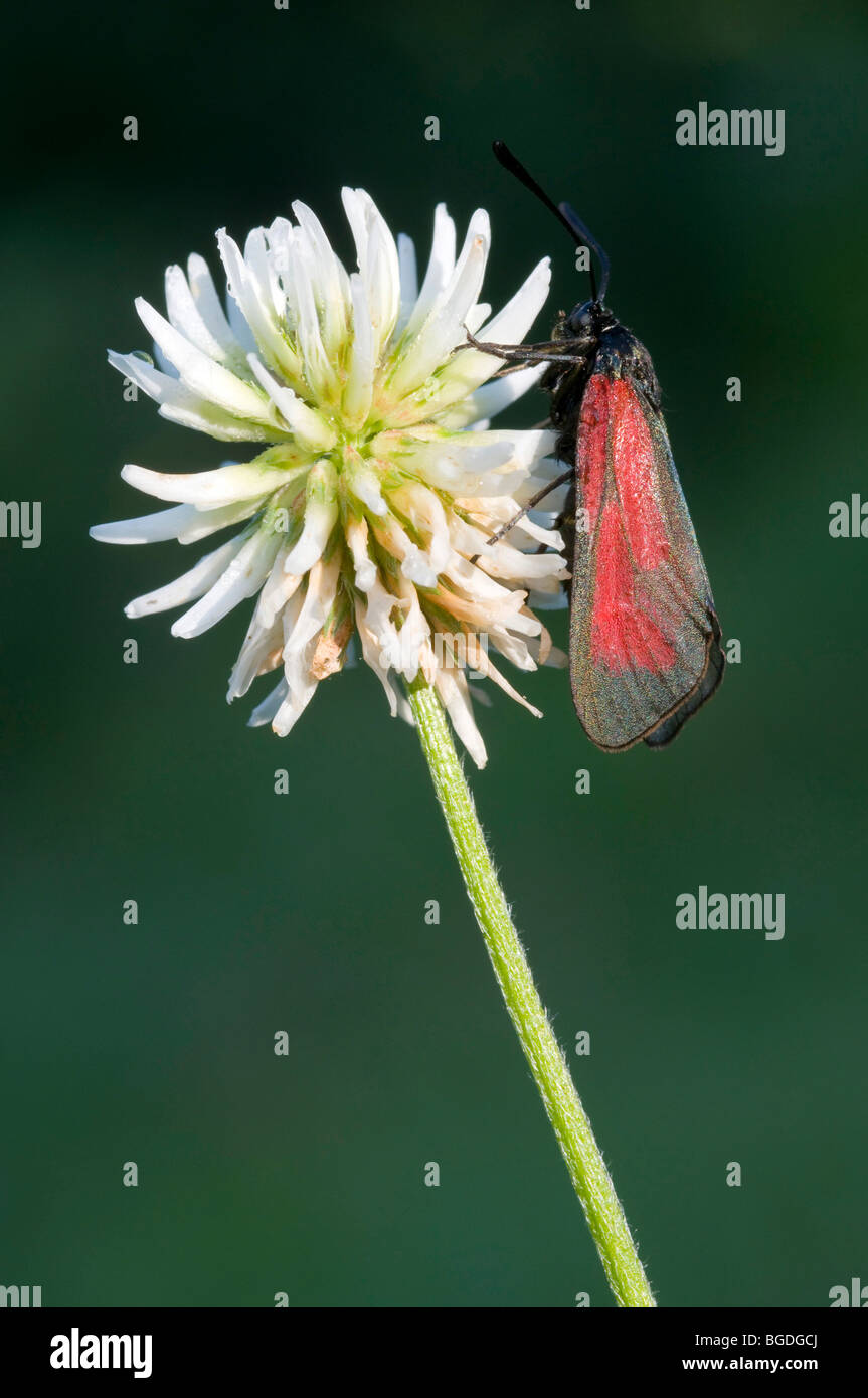 Marsh Moth (Zygaena Scabiosa), Lake Riedener, Rieden, Lech Valley, Ausserfern, Tyrol, Austria, Europe Stock Photo