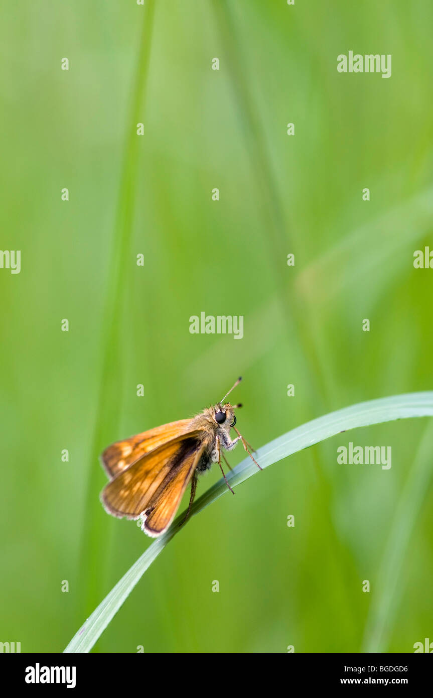 Large Skipper (Ochlodes venata), Lake Lutten, Mittenwald, Bavaria, Germany, Europe Stock Photo