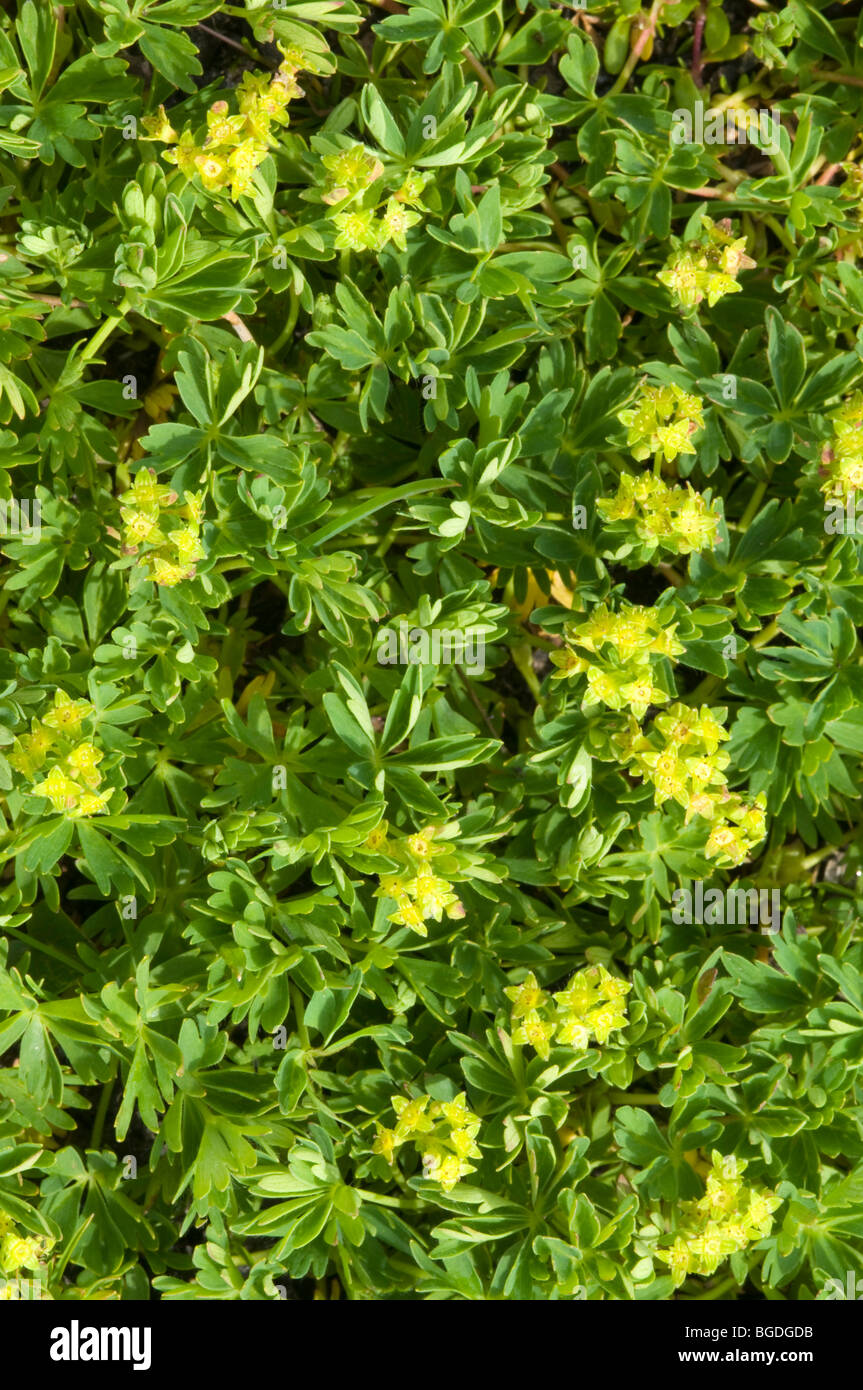 Snow Lady's Mantle (Alchemilla pentaphyllea), Gran Paradiso National Park, Valle d'Aosta, Italy, Europe Stock Photo