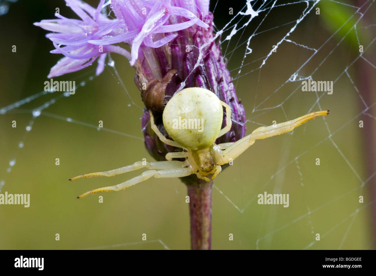 Goldenrod Crab Spider (Misumena vatia), female, Lake Riedener, Lech Valley, Ausserfern, Tyrol, Austria, Europe Stock Photo