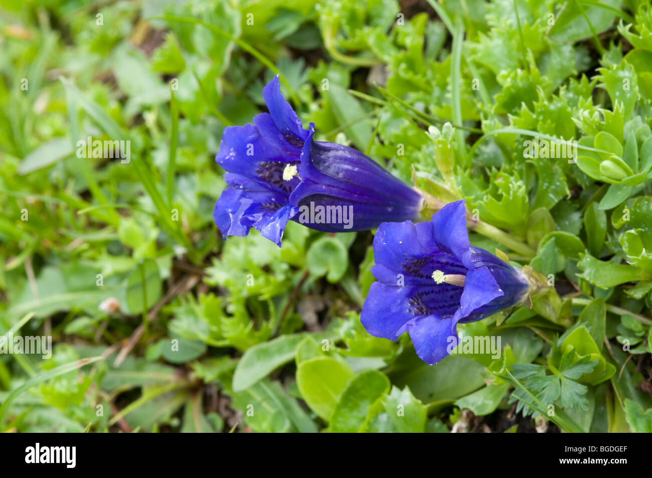 Clusius' Gentian (Gentiana clusii), Wattener Lizum, Tyrol, Austria, Europe Stock Photo