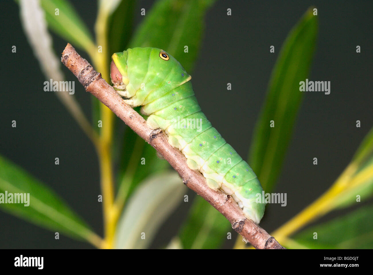 Western Tiger Swallowtail Caterpillar or larva Stock Photo - Alamy