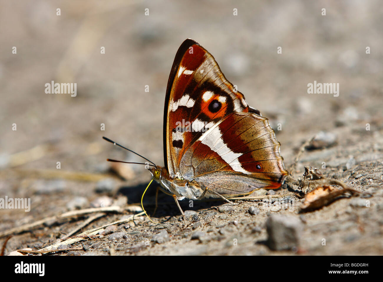 Purple Emperor (Apatura iris) butterfly drinking minerals on a dirt road Stock Photo