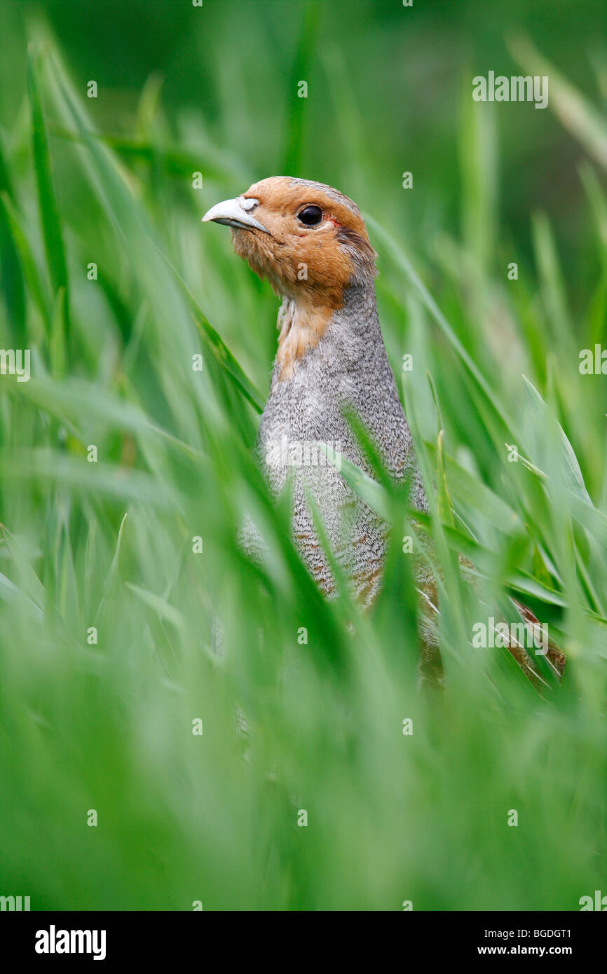 Grey Partridge (Perdix perdix), rooster looking out of a meadow Stock Photo