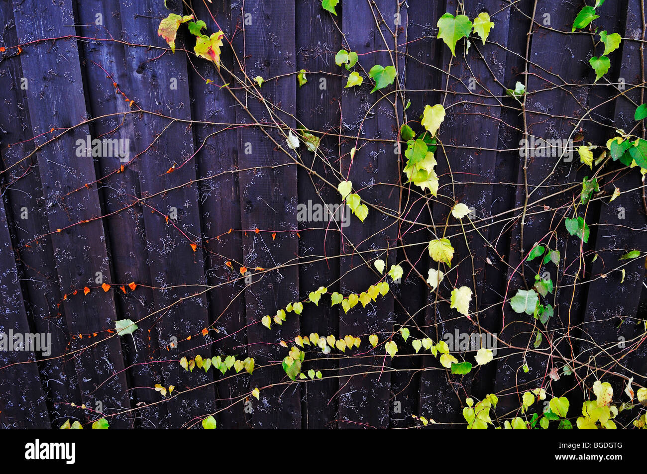 Wild vine (Vitis riparia) Stock Photo