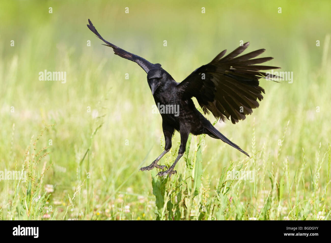 Ravane hi-res stock photography and images - Alamy