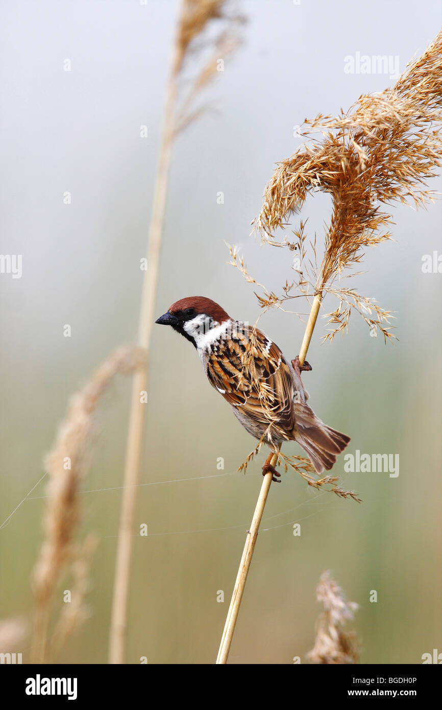 Tree Sparrow (Passer montanus) clinging to a reed Stock Photo