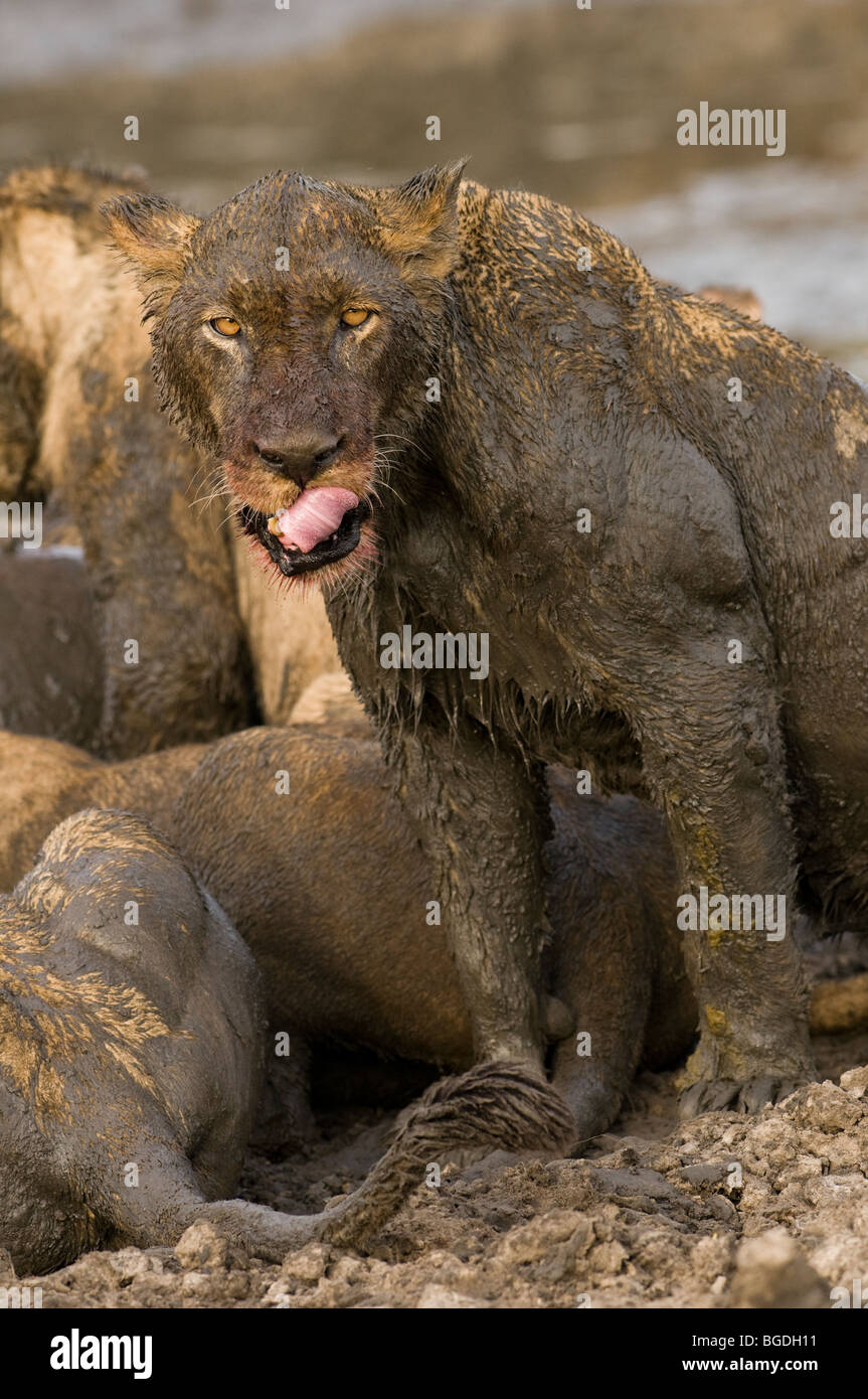A lioness looks up from her kill and licks her lips. Stock Photo