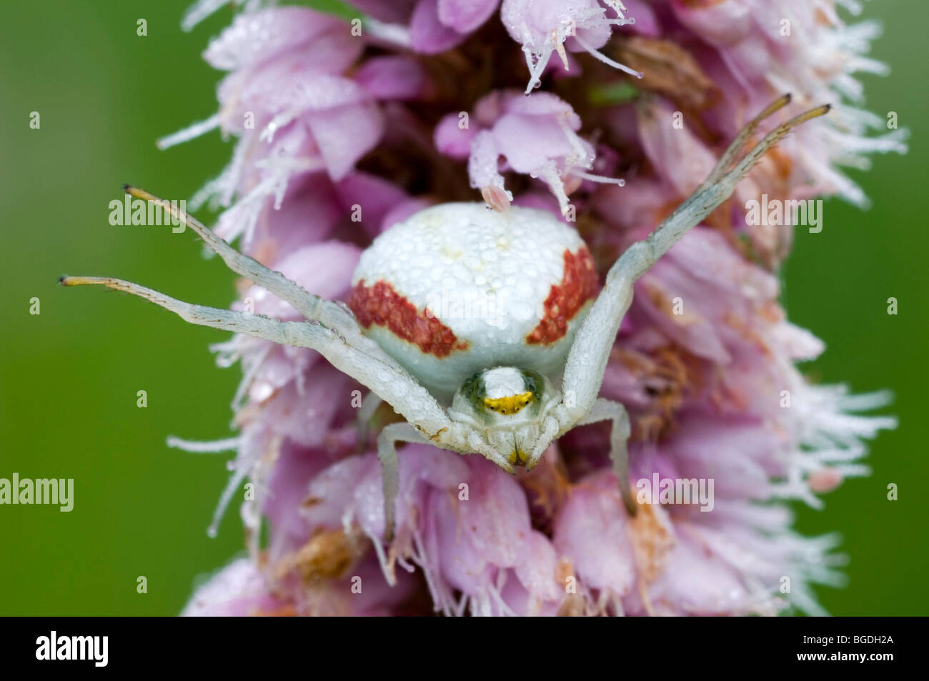 Goldenrod Crab Spider (Misumena vatia), Filz, Woergl, North Tyrol, Austria, Europe Stock Photo