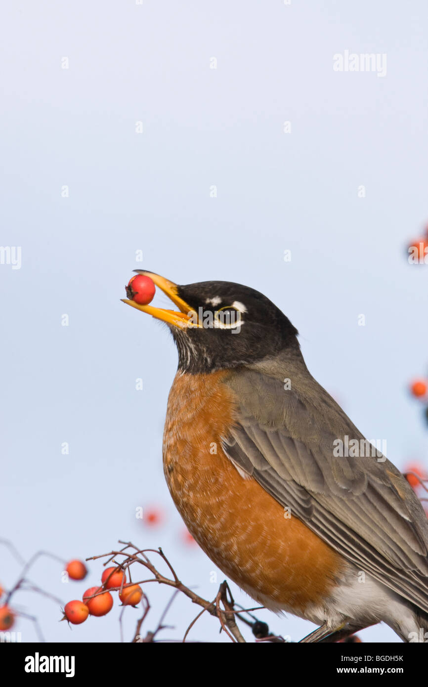 American Robin eating hawthorn berries Vertical Stock Photo Alamy