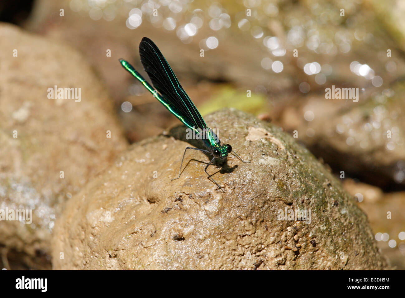 Black-winged Damselfly or Ebony Jewelwing near stream Stock Photo