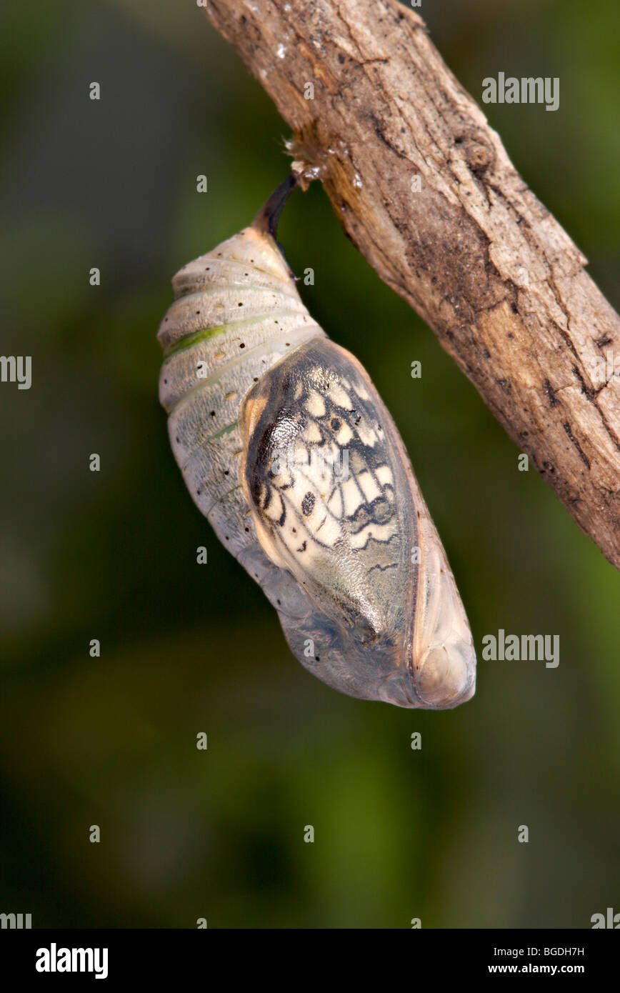 Peacock butterfly chrysalis hires stock photography and images Alamy