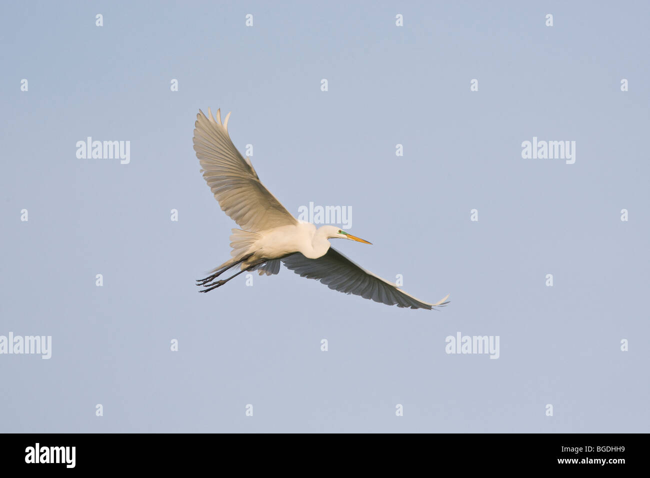 Great Egret in Flight Stock Photo