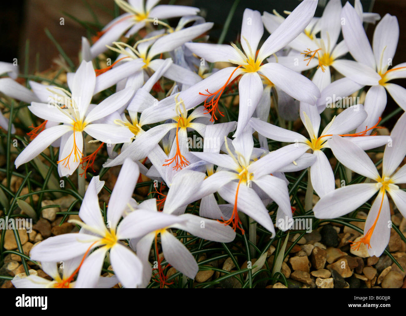 Fall Crocus, Crocus tournefortii, Iridaceae, Greece, Europe Stock Photo