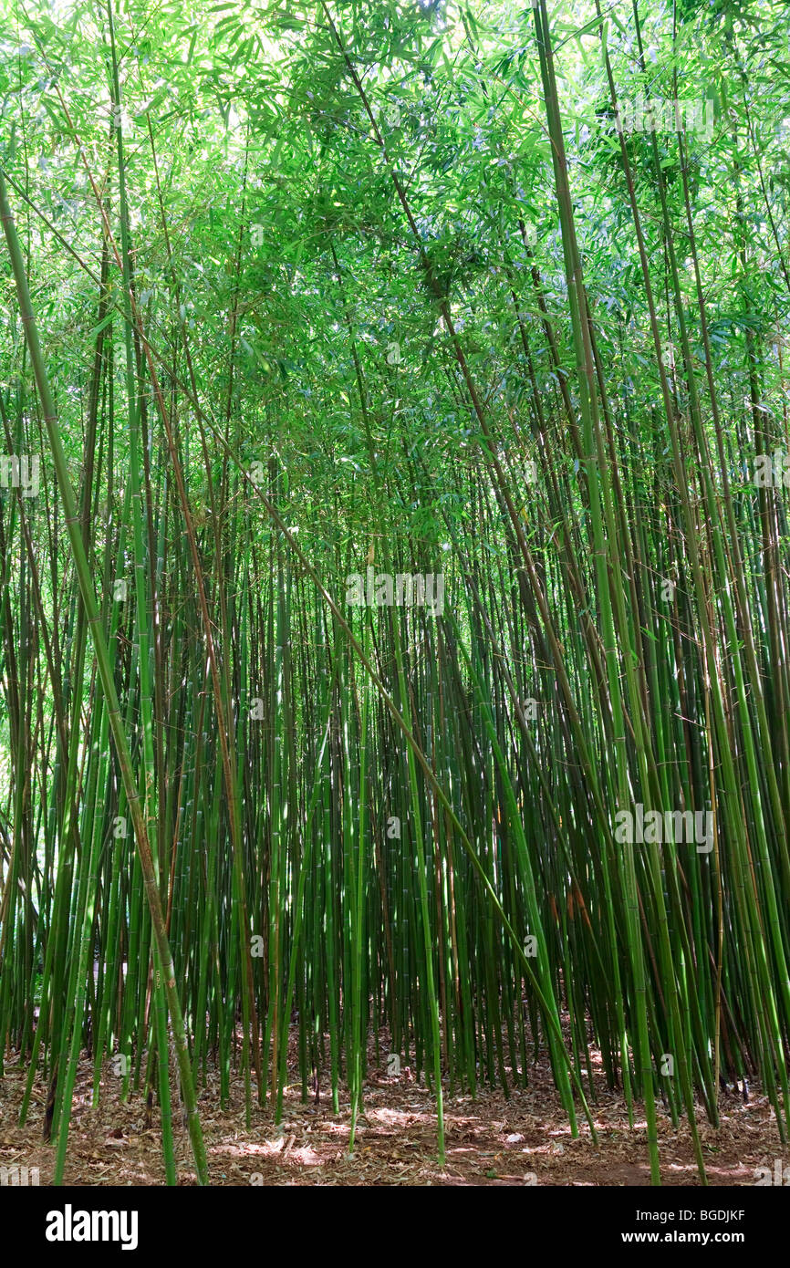 High green trunk of bamboo plant 'Phyllostachys viridi Glaucesens' (nature background) Stock Photo