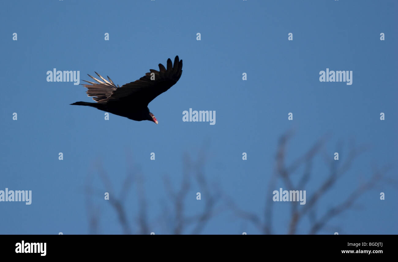 Turkey vulture, Cathertes aura, in flight Ontario Canada Stock Photo