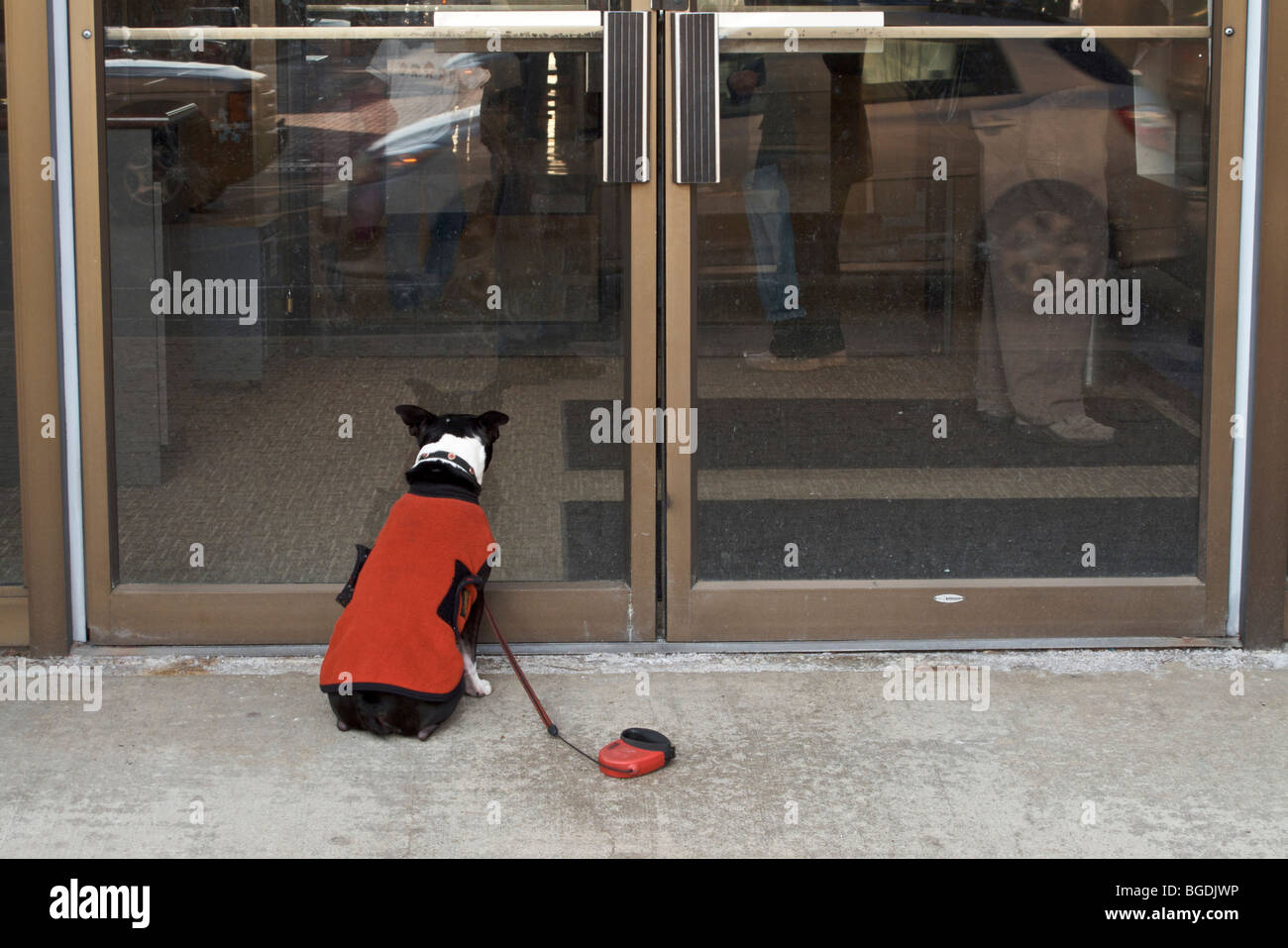 Boston terrier dog waiting at retail business door for its master Stock