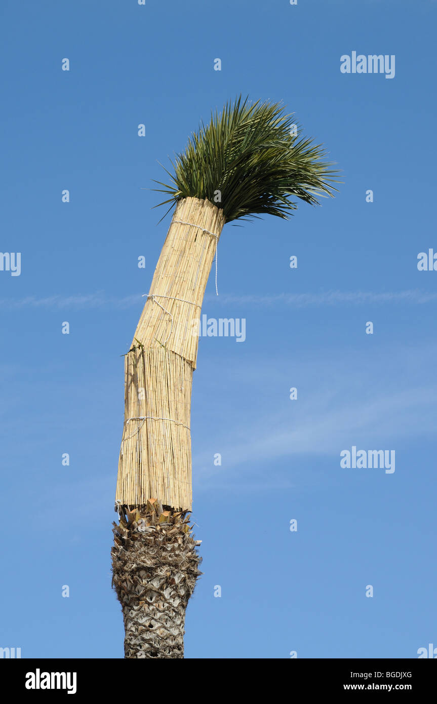 Palm tree protected reed hires stock photography and images Alamy
