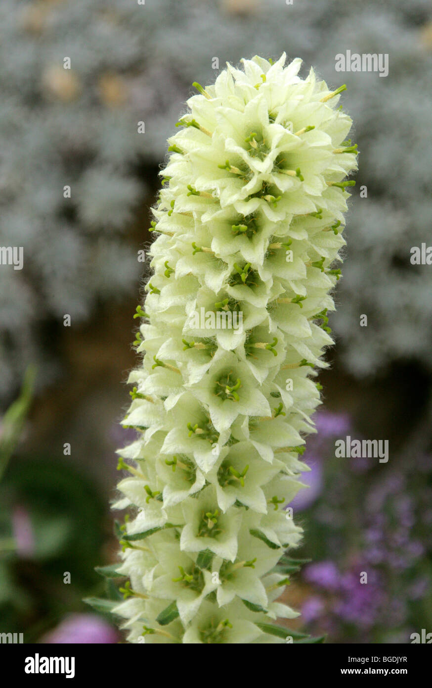 Yellow Bellflower, Campanula thyrsoides, Campanulaceae, Alpine Europe Stock Photo