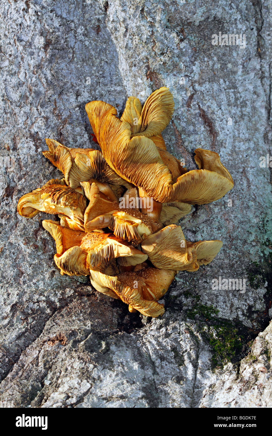 Old mushrooms, honey fungus (Armillaria mellea) growing on the tree trunk of a common beech (Fagus sylvatica) Stock Photo