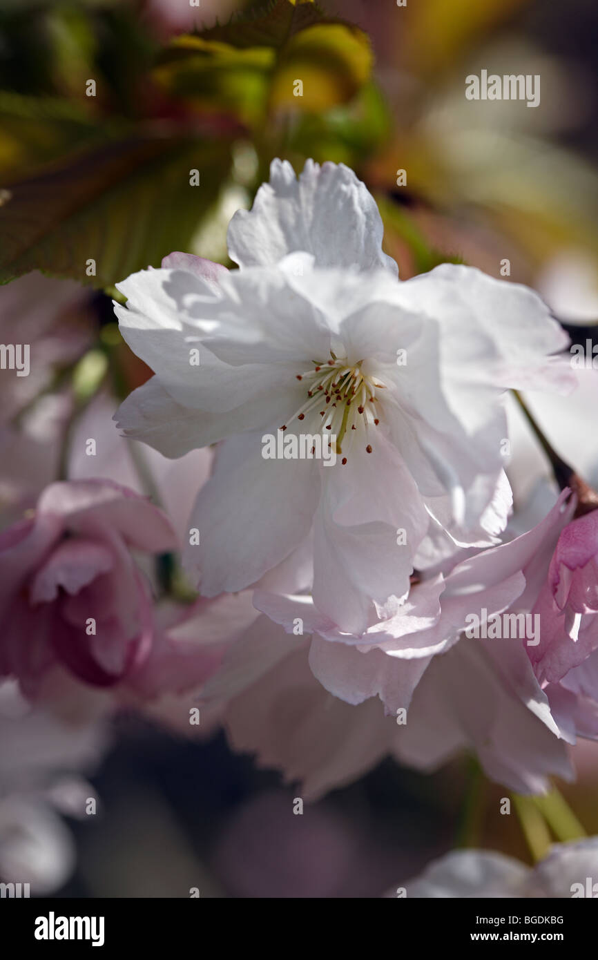 Prunus 'Shujaku'  Cherry blossom Stock Photo