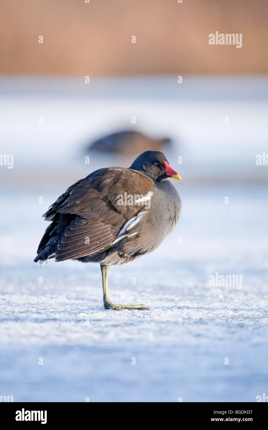 A Common Moorhen or Marsh Hen (Gallinula chloropus) standing on ice covering a frozen pond Stock Photo