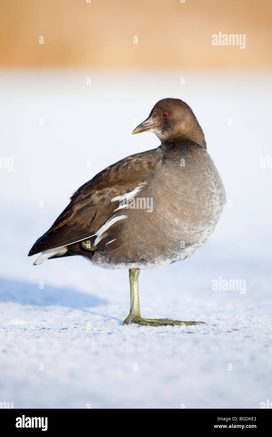 Marsh Hen High Resolution Stock Photography and Images Alamy