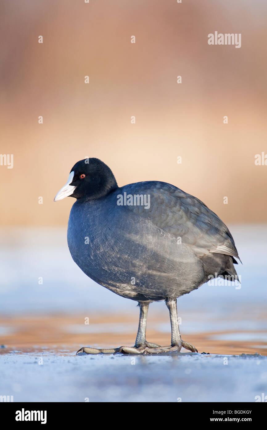 A Eurasian Coot or Common Coot (Fulica atra) standing on ice at the edge of a frozen pond Stock Photo