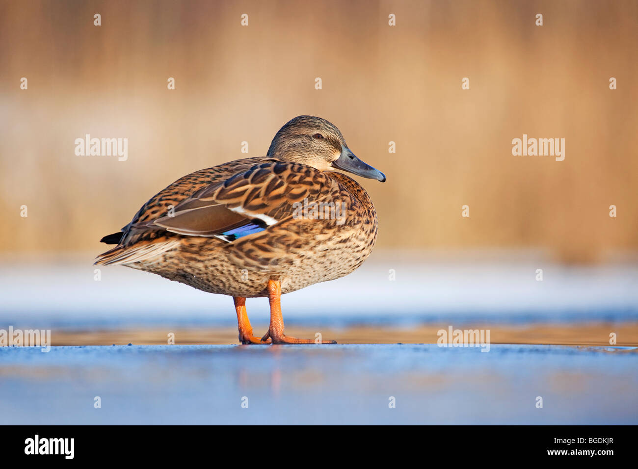 A female Mallard Duck (Anas platyrhynchos) on a frozen pond Stock Photo