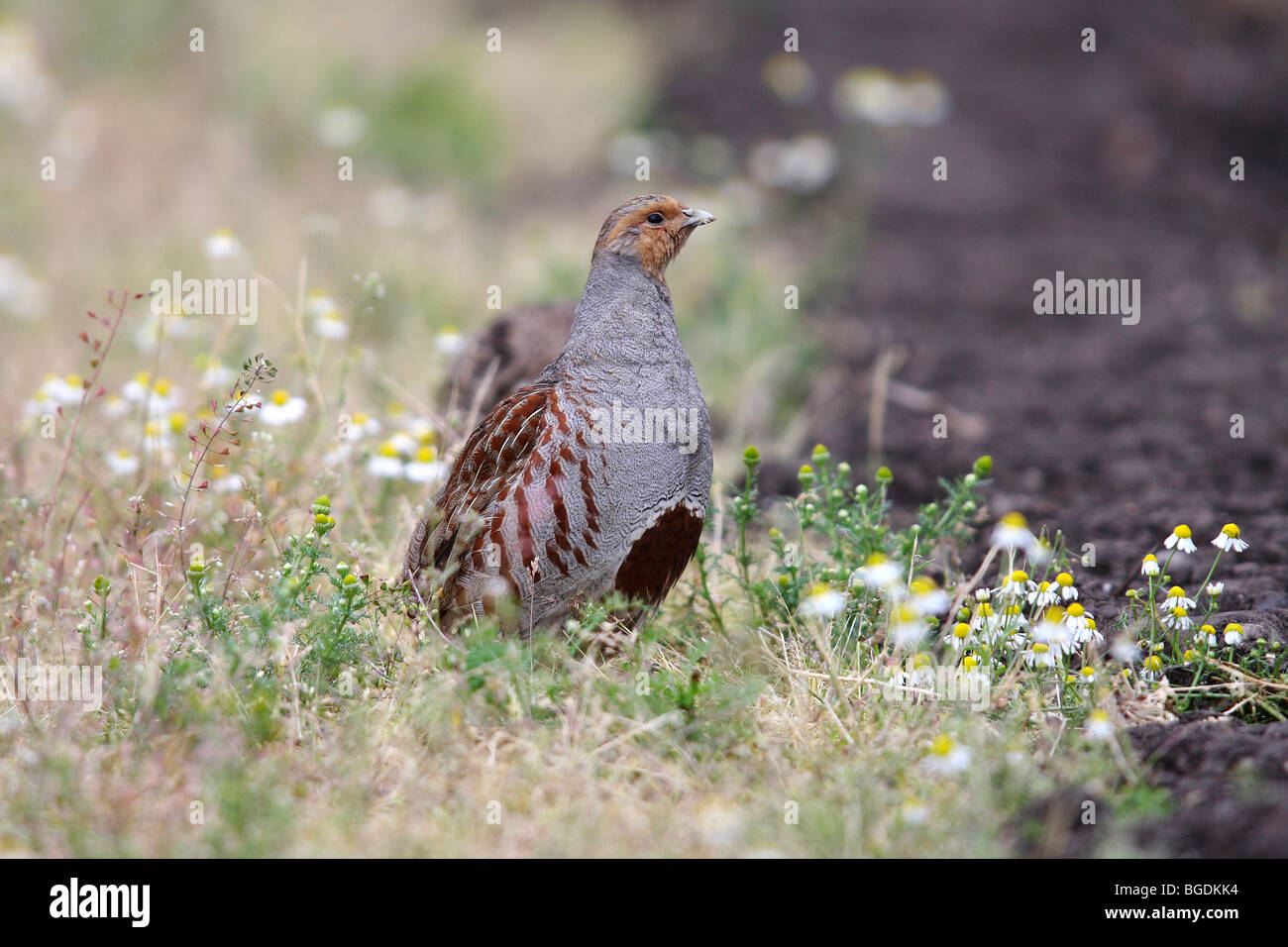 Grey Partridge (Perdix perdix), rooster standing attentively on the edge of a neglected field Stock Photo