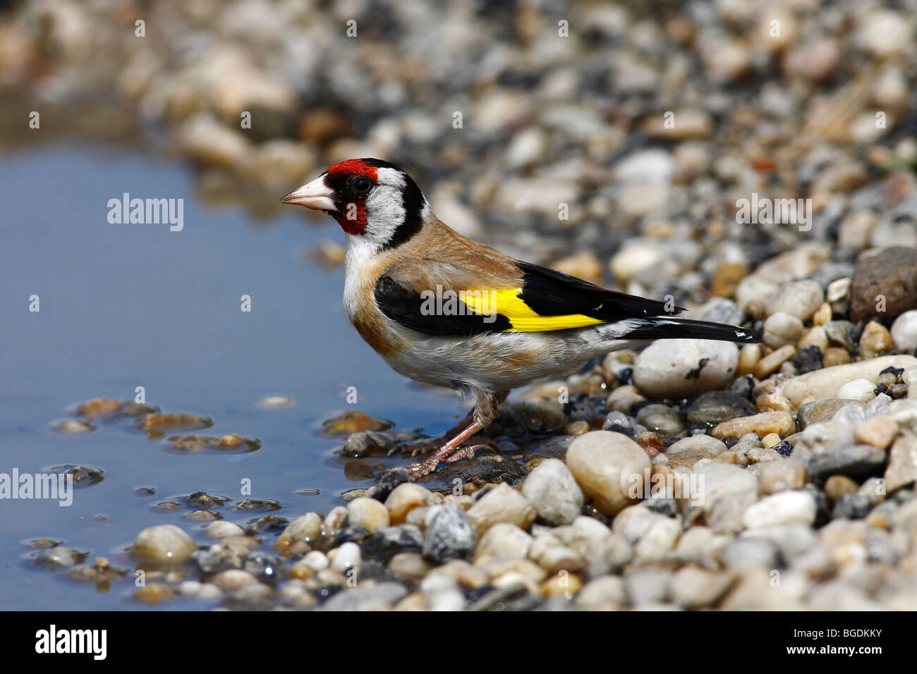 Goldfinch or European Goldfinch (Carduelis carduelis) standing at the edge of a puddle, Lake Neusiedl, Burgenland, Austria, Eur Stock Photo