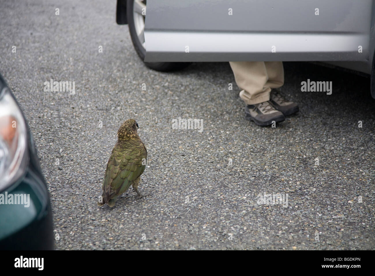 Kea (nestor notabilis) interested to find out what's inside a car, New Zealand, South Island Stock Photo