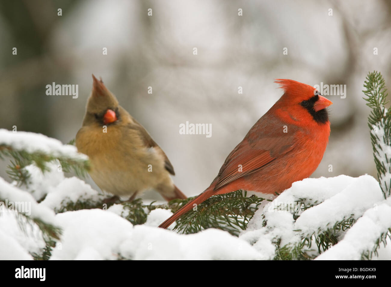 Northern Cardinals in Pine and Snow - Male and Female Cardinals Stock Photo