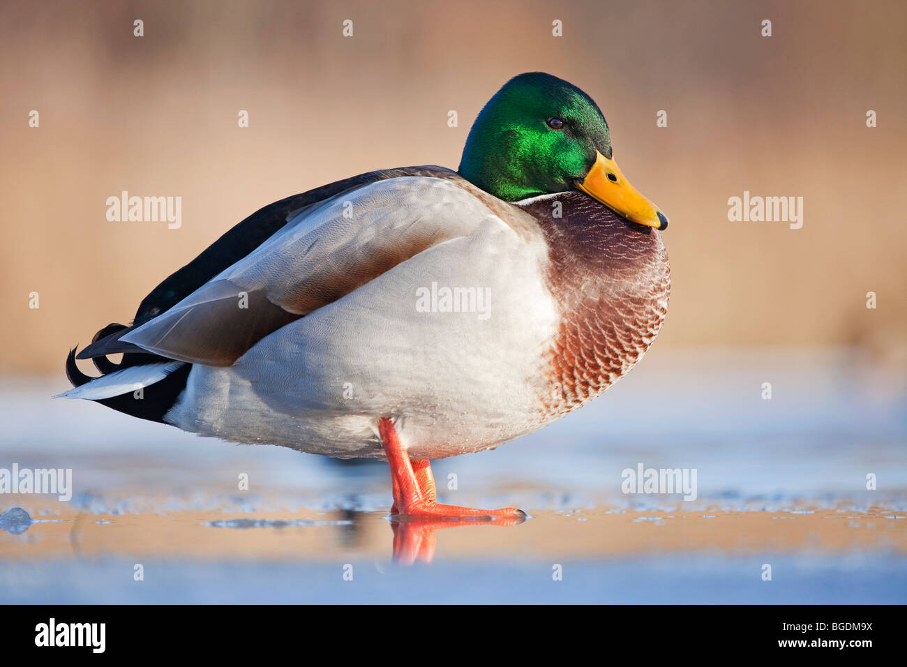 A male Mallard Duck, or a Drake, (Anas platyrhynchos) standing on a frozen pond Stock Photo