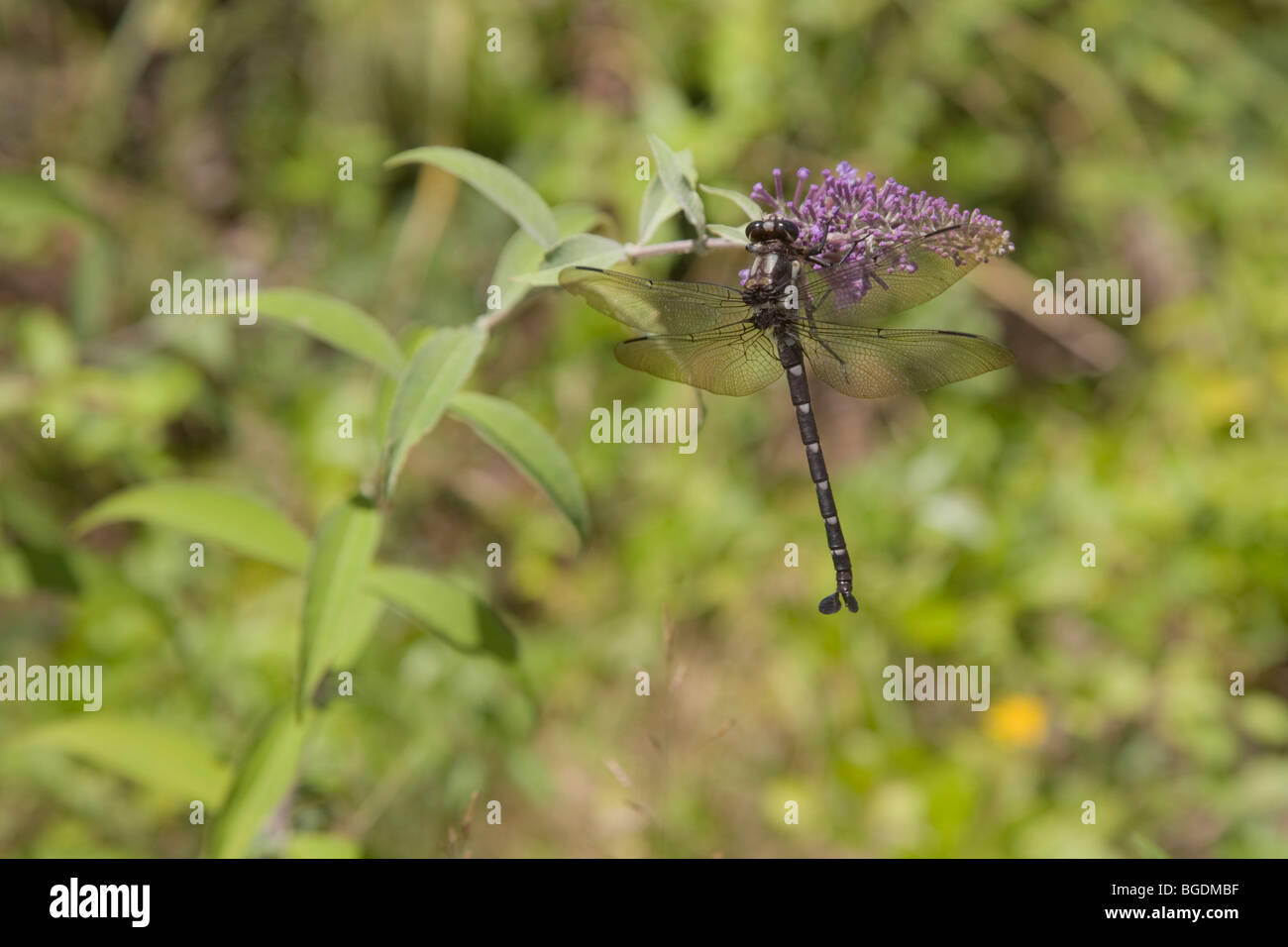 Dragonfly, Libelle on butterfly bush buddleja davidii Stock Photo
