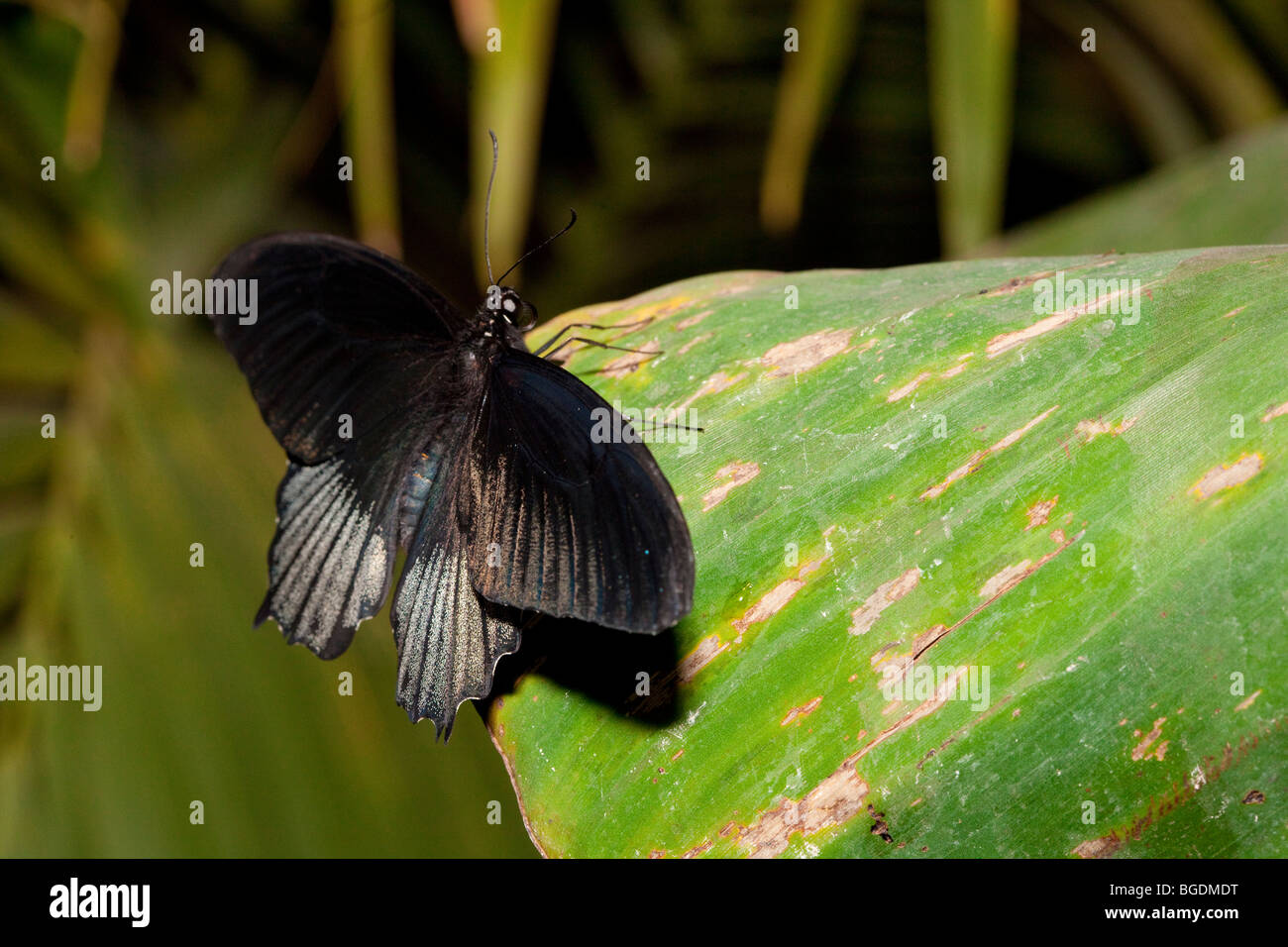 Great Mormon (Papilio memnon) butterfly, Parc de la tête d'or (Golden Head Park), Lyon, France Stock Photo
