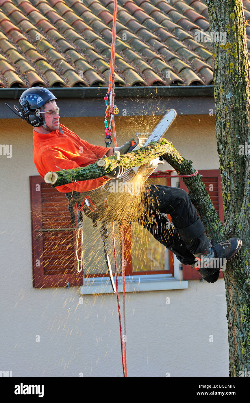 A tree surgeon working high in a garden tree with a house in the background Stock Photo