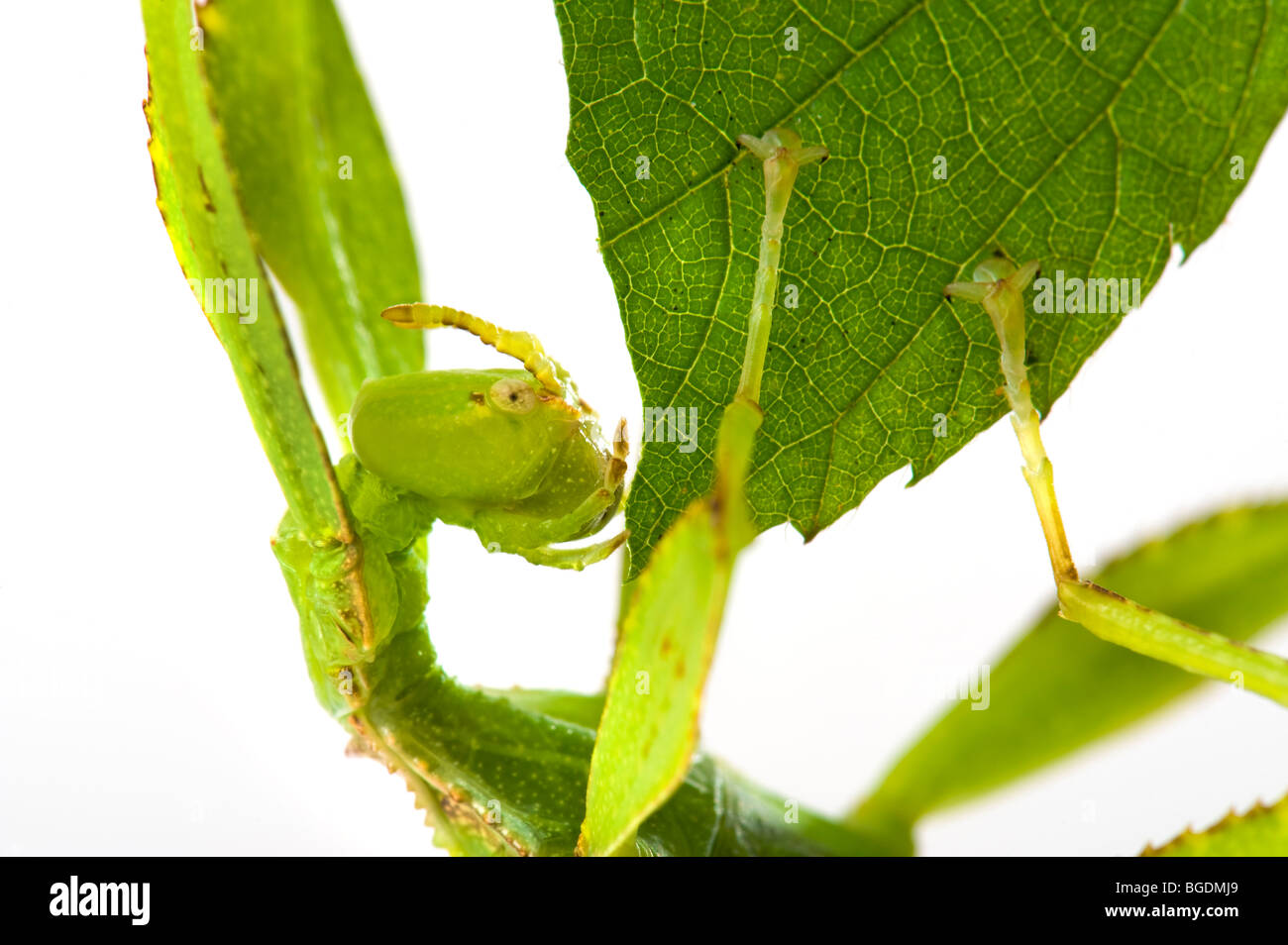 Phyllium Sp. philippines leaf insect eating eat  leafinsect stick appearance of a leaf look like leafinsect animal green leaf le Stock Photo