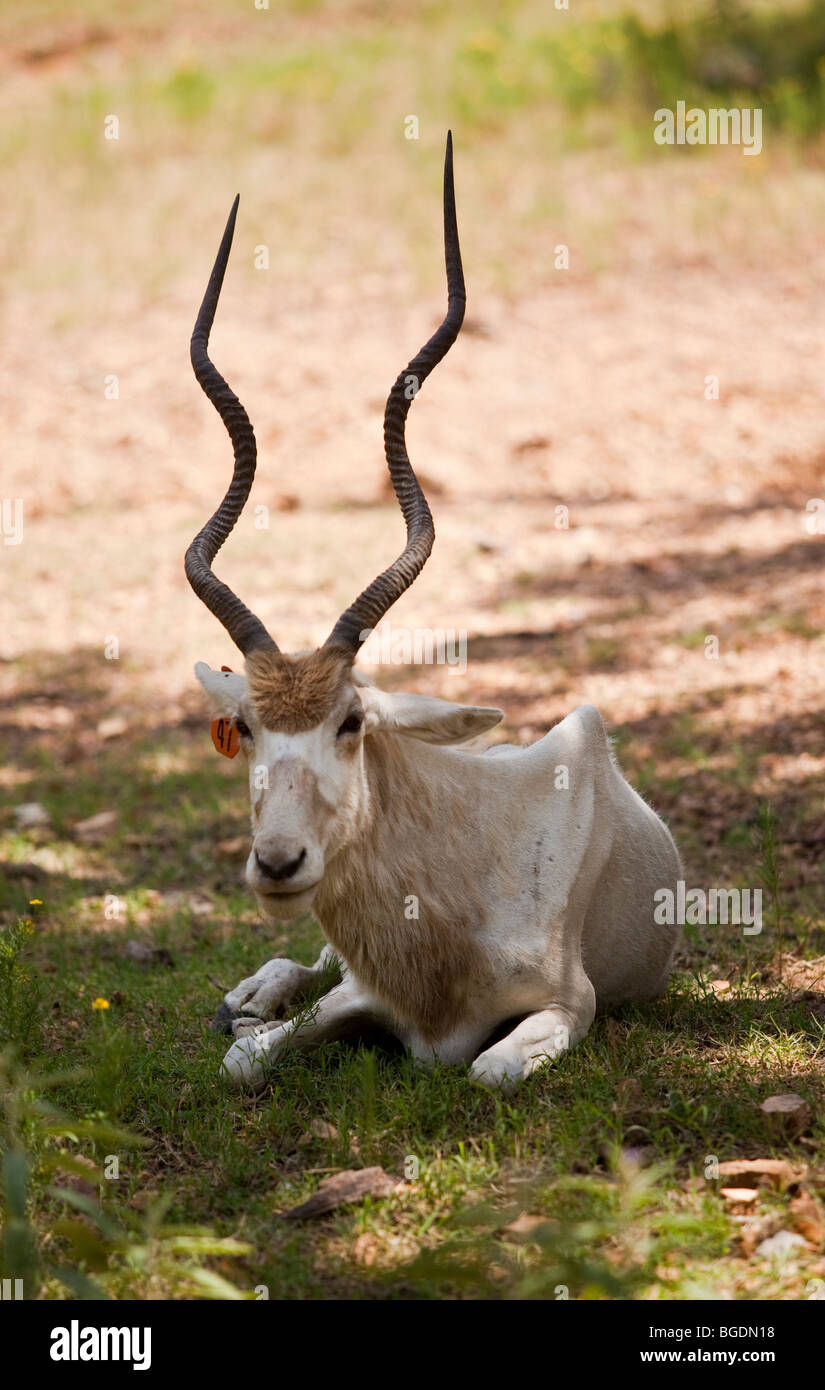 Addax, a native to the Sahara Desert of northern Africa, at the
