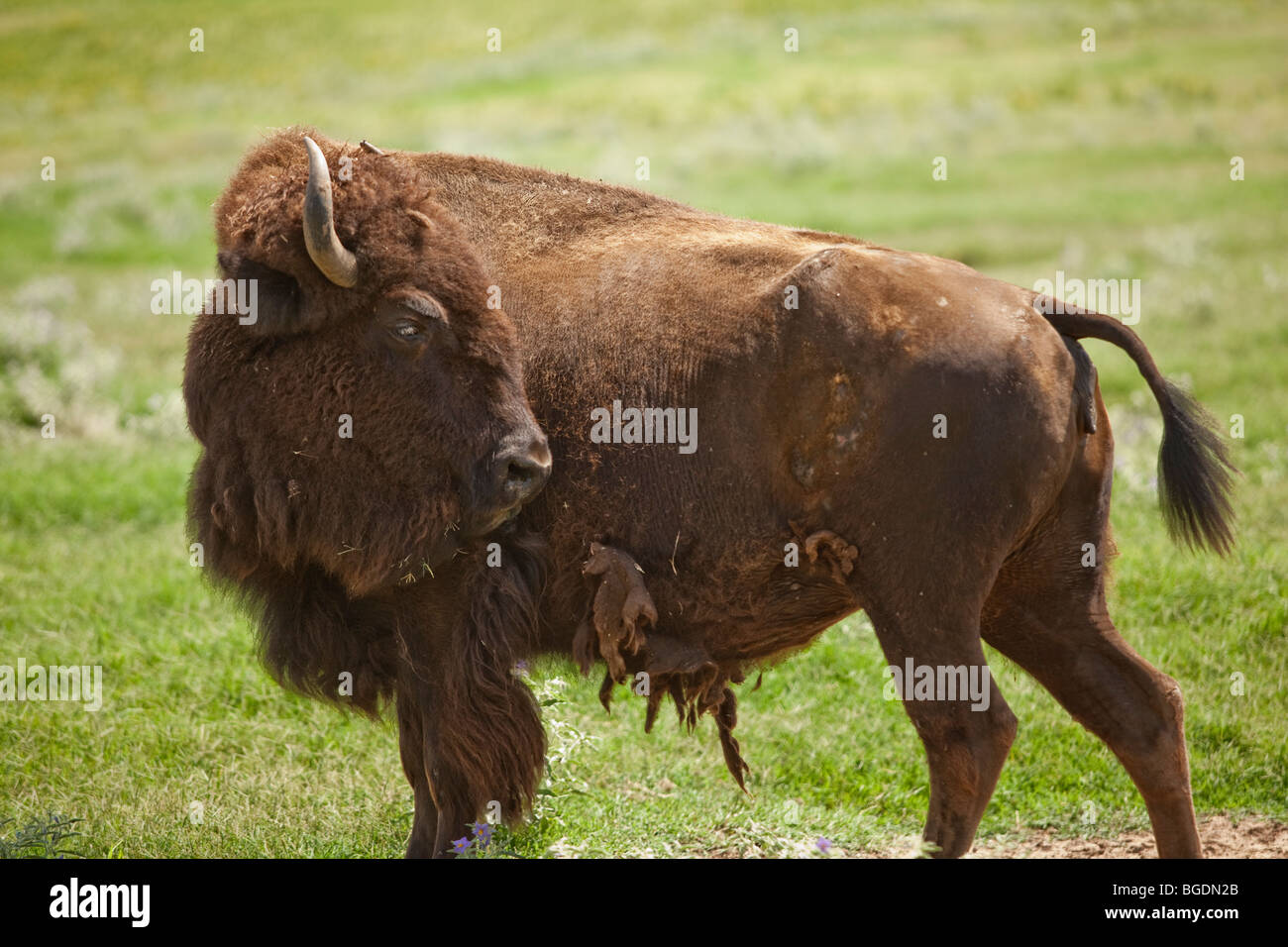 An American Bison or Buffalo, native to the western United States