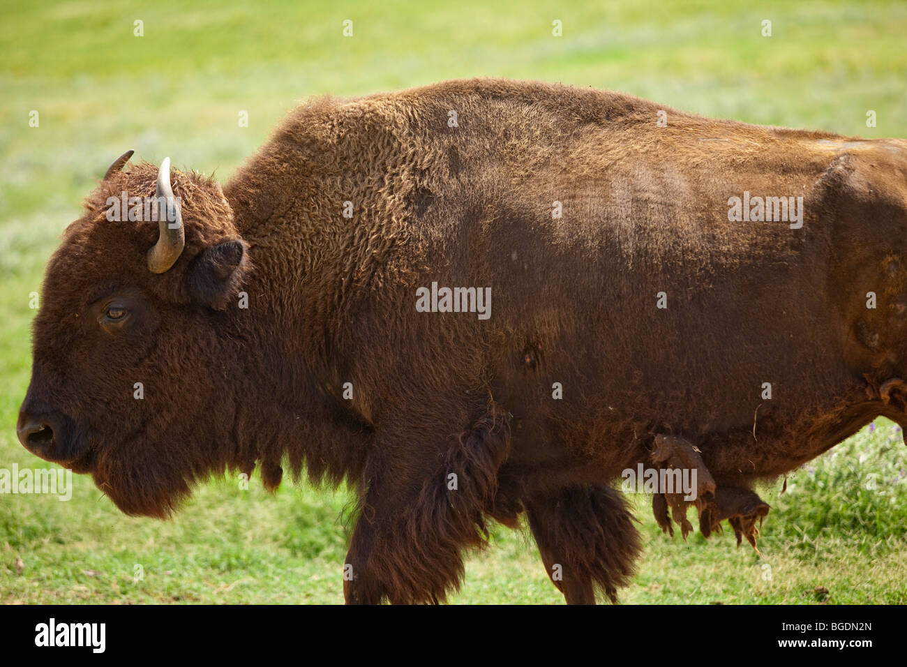 An American Bison or Buffalo, native to the western United States ...