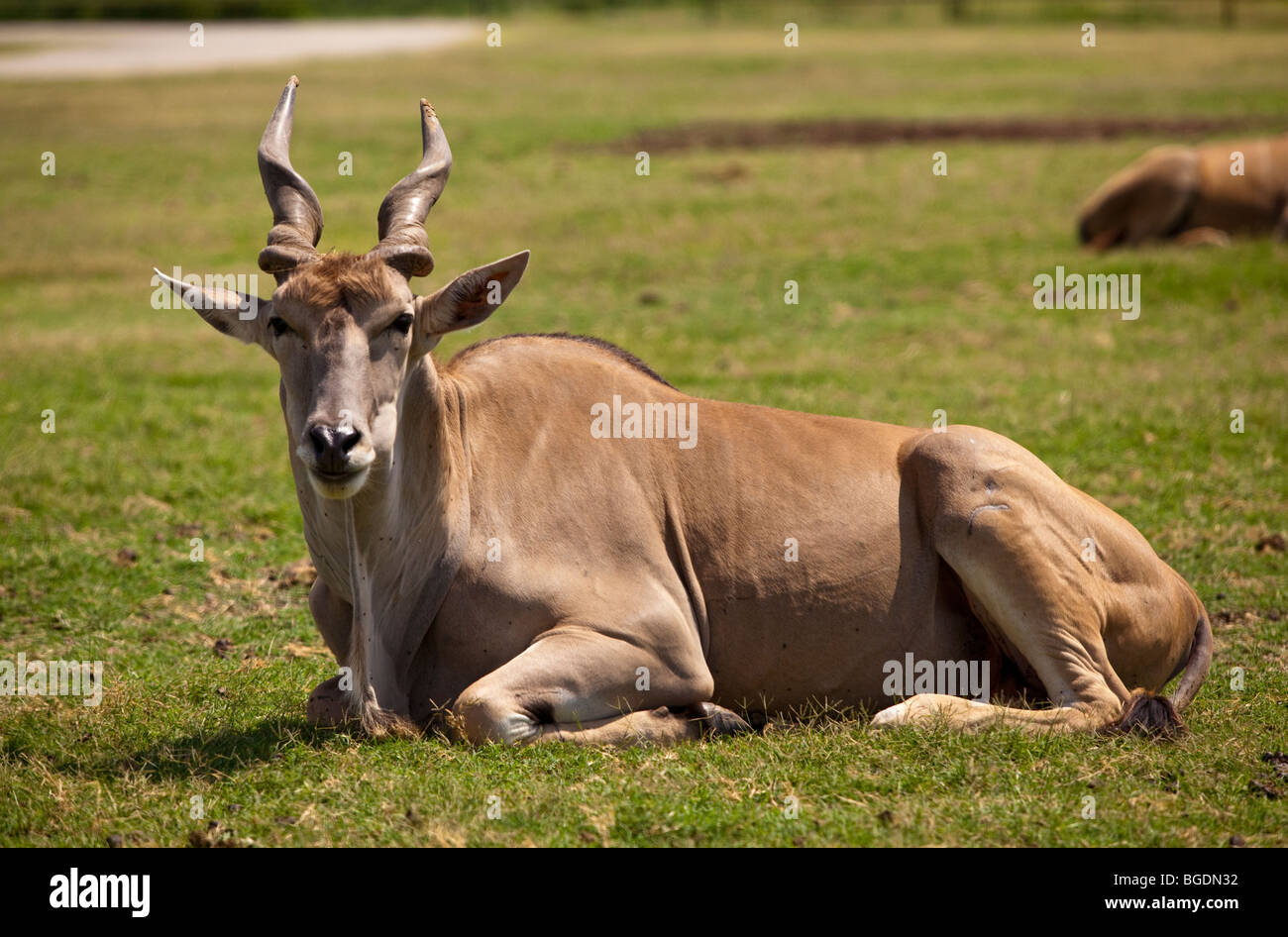 Eland, Taurotragus oryx, is the largest member of the Antelope family and is a native of Africa. Stock Photo