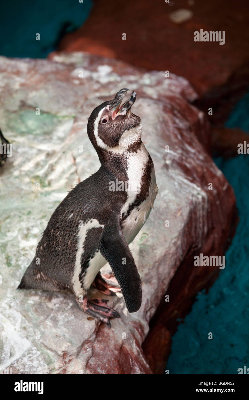Penguin at the Dallas World Aquarium, Dallas Texas USA Stock Photo