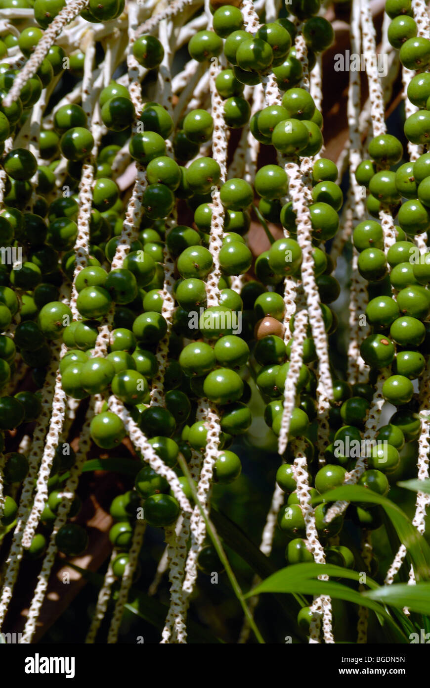 Unripe Açaí berries ( Euterpe oleracea) on panicle Stock Photo