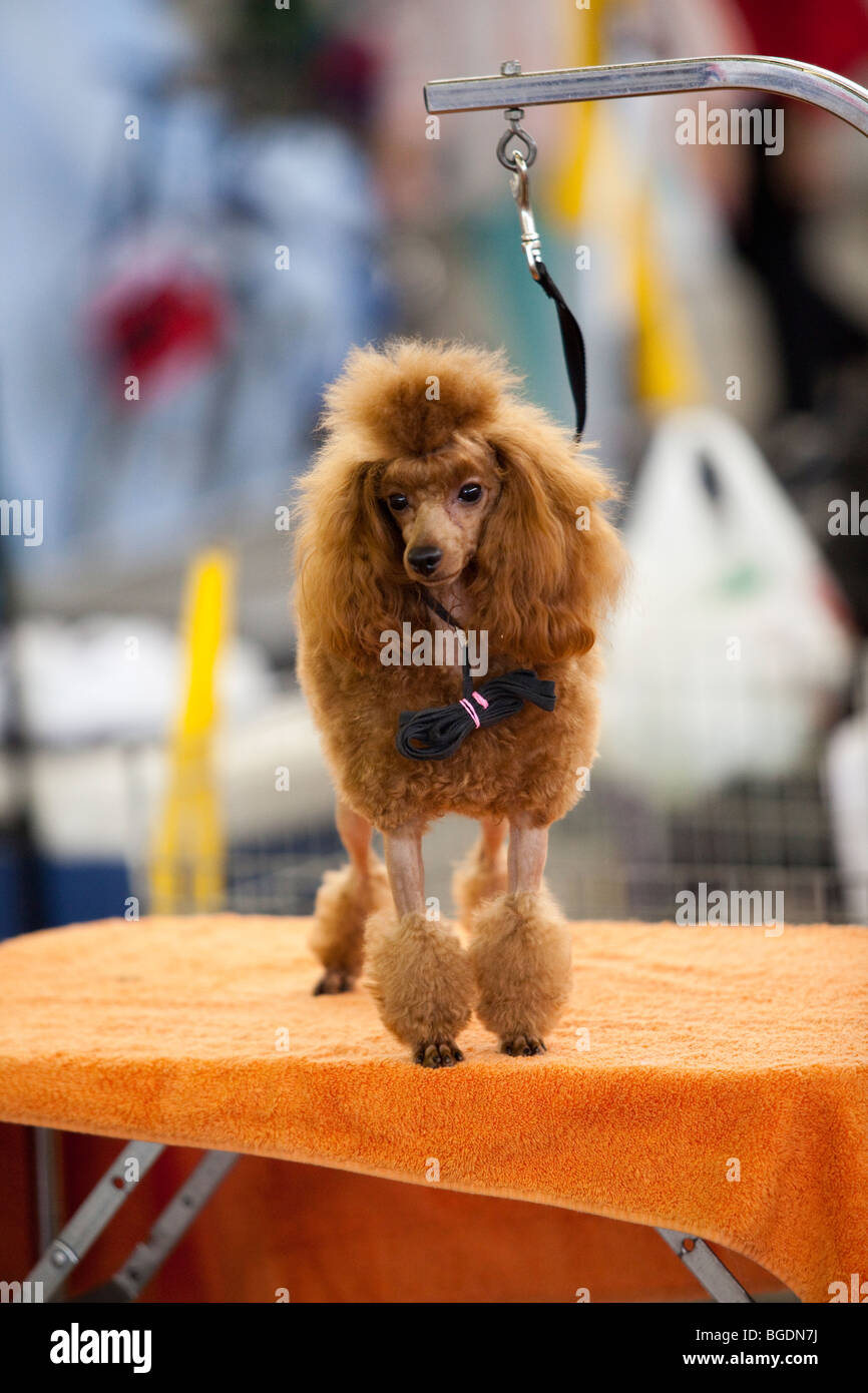 A brown Toy Poodle waiting to be groomed during a dog show in Dallas