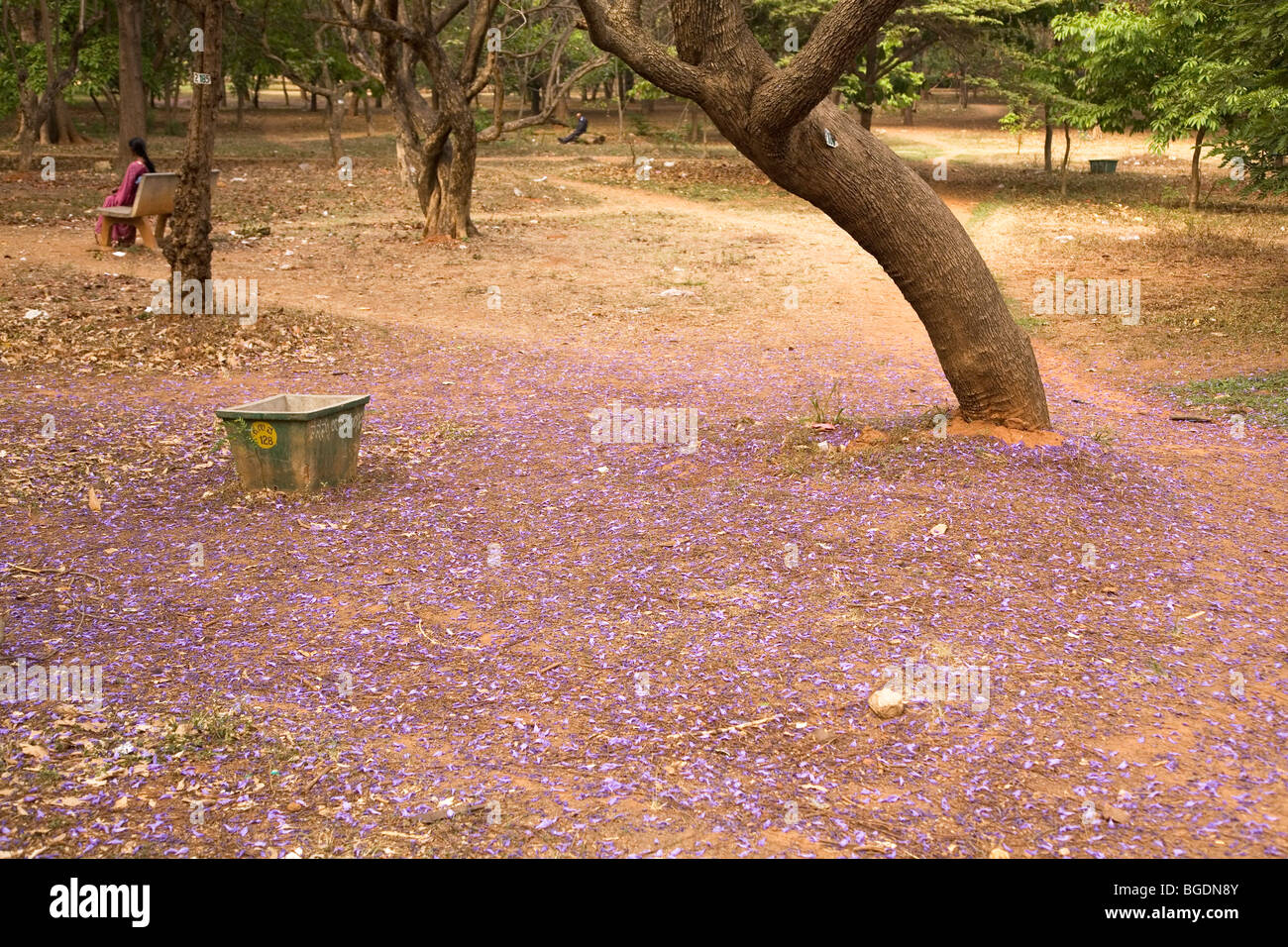 The purple petals of a flowering tree in Bangalore, India, have dropped