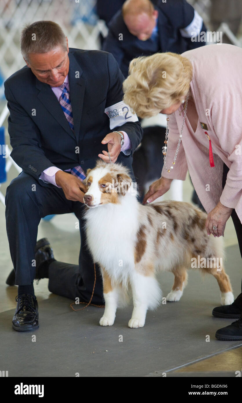 A dog being judged during a dog show in Dallas, Texas Stock Photo